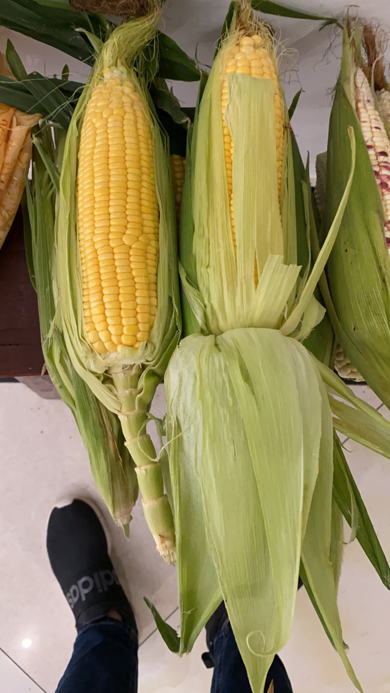 泰阳花