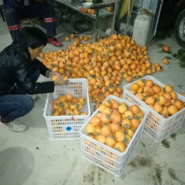 耀州东塬优质尖尖柿子