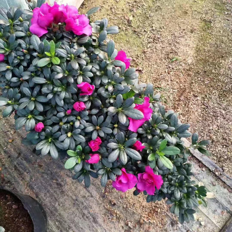 紫色杜鹃花造型高山流水产地直销一件起批量大更优惠