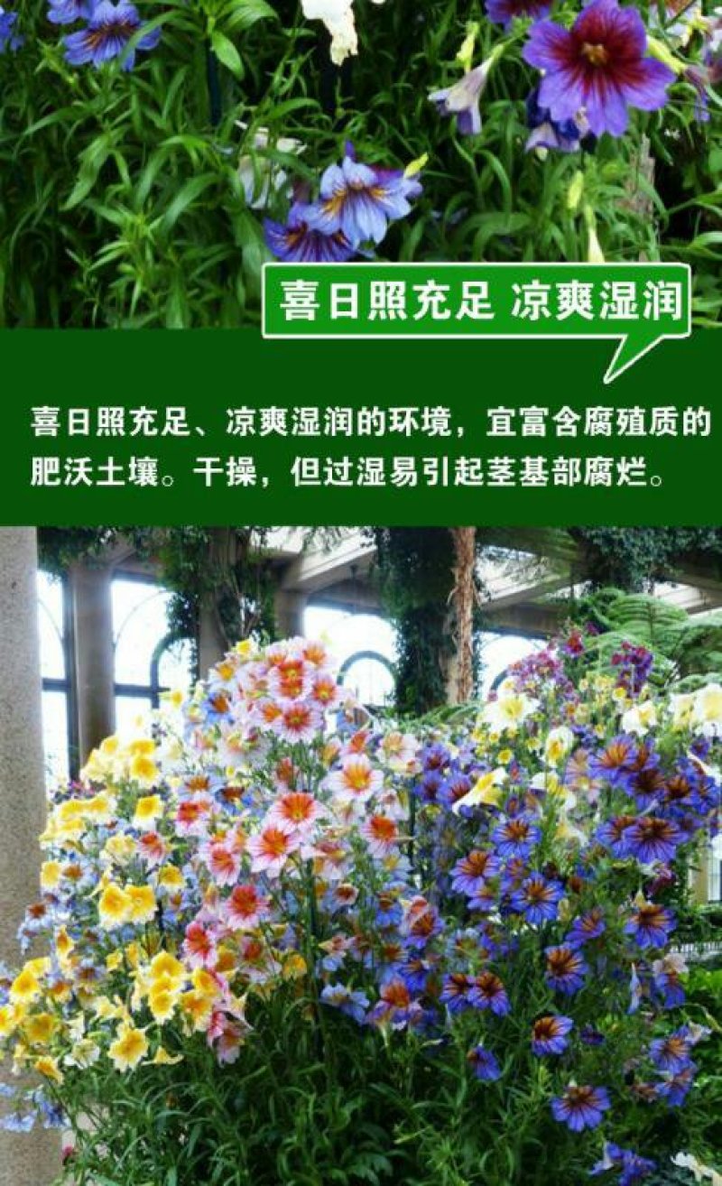 大花美人襟种子朝颜烟草花喇叭花四季庭院易活阳台盆栽花卉种