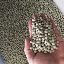 箭舌豌豆种子田林果园固氮绿肥籽青饲料牧草景观花卉