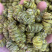 精品铁皮石斛枫斗大颗粒