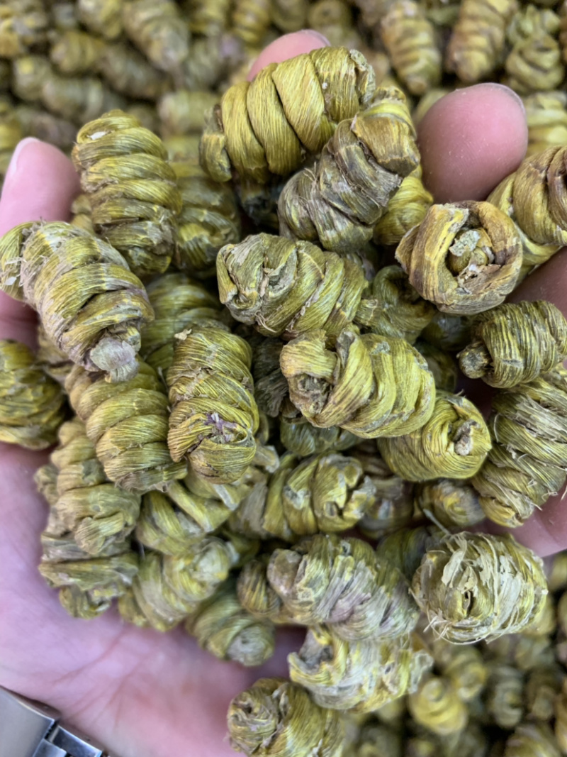 精品铁皮石斛枫斗大颗粒