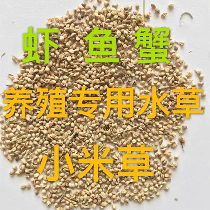 小米草种子高产水草耐水淹耐旱雀叶稗湖南稷子养殖鱼虾蟹牧草