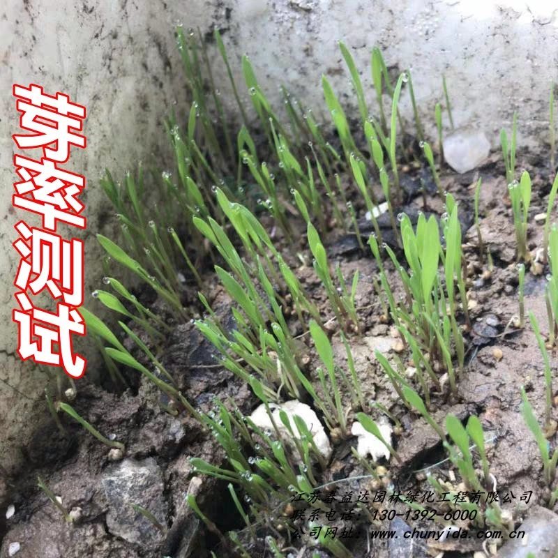小米草种子高产水草耐水淹耐旱雀叶稗湖南稷子养殖鱼虾蟹牧草