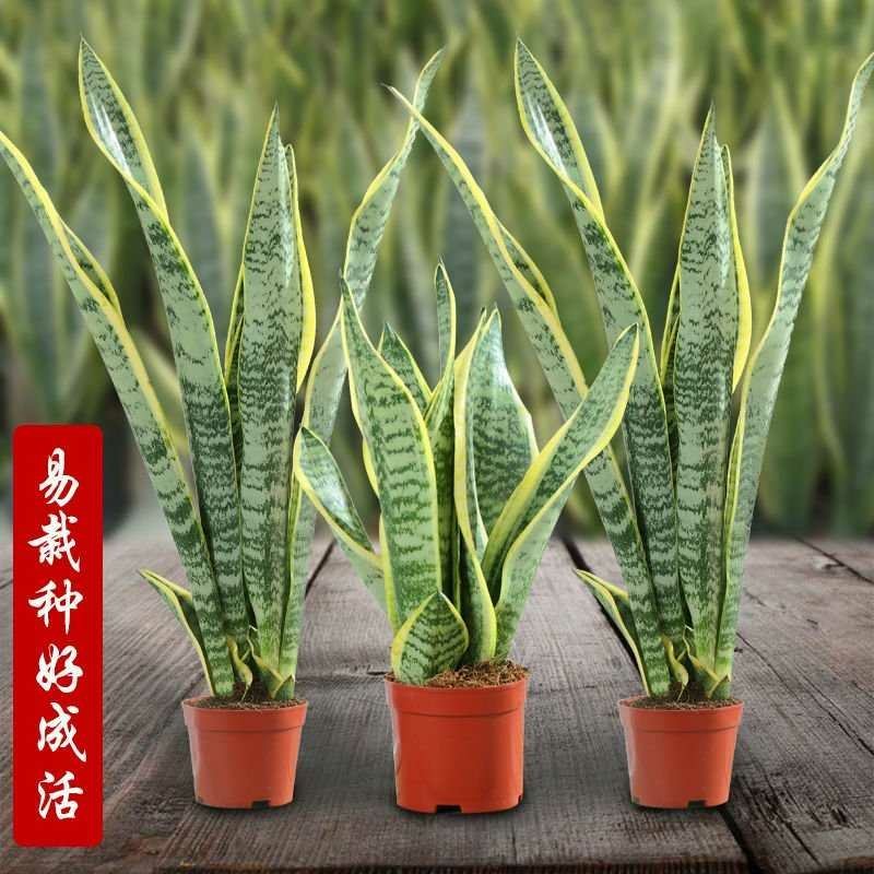 虎皮兰裸根发货高度40~60福建漳州基地