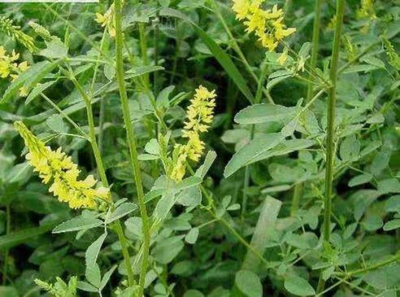 黄花苜蓿草木犀多年生牧草种子南北方柱花草营养高猪牛羊鸡鸭