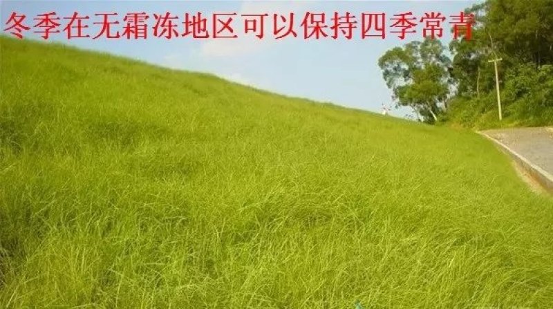 百喜草草坪种子天堂草百喜草四季青结缕草百慕大狗牙根黑麦草