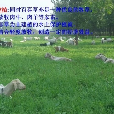 百喜草草坪种子天堂草百喜草四季青结缕草百慕大狗牙根黑麦草