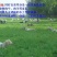 百喜草草坪种子天堂草百喜草四季青结缕草百慕大狗牙根黑麦草