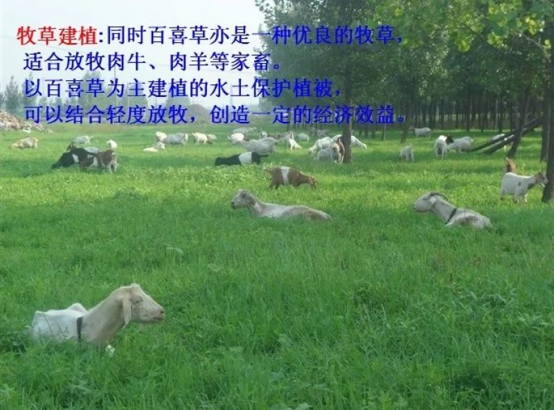 百喜草草坪种子天堂草百喜草四季青结缕草百慕大狗牙根黑麦草