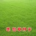 百喜草草坪种子天堂草百喜草四季青结缕草百慕大狗牙根黑麦草
