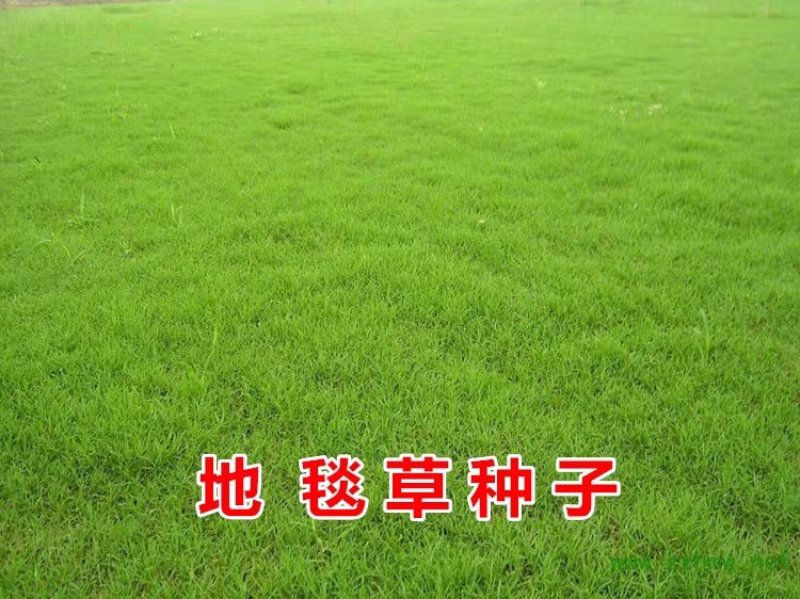 百喜草草坪种子天堂草百喜草四季青结缕草百慕大狗牙根黑麦草