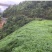 百喜草草坪种子天堂草百喜草四季青结缕草百慕大狗牙根黑麦草