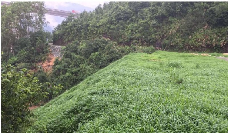 百喜草草坪种子天堂草百喜草四季青结缕草百慕大狗牙根黑麦草