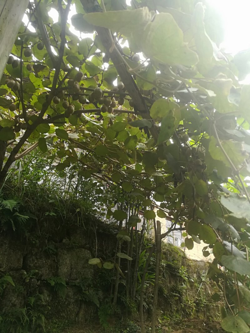 嫁接猕猴桃苗东红翠玉基地直供