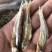 深海天然小鱼干小鱼干