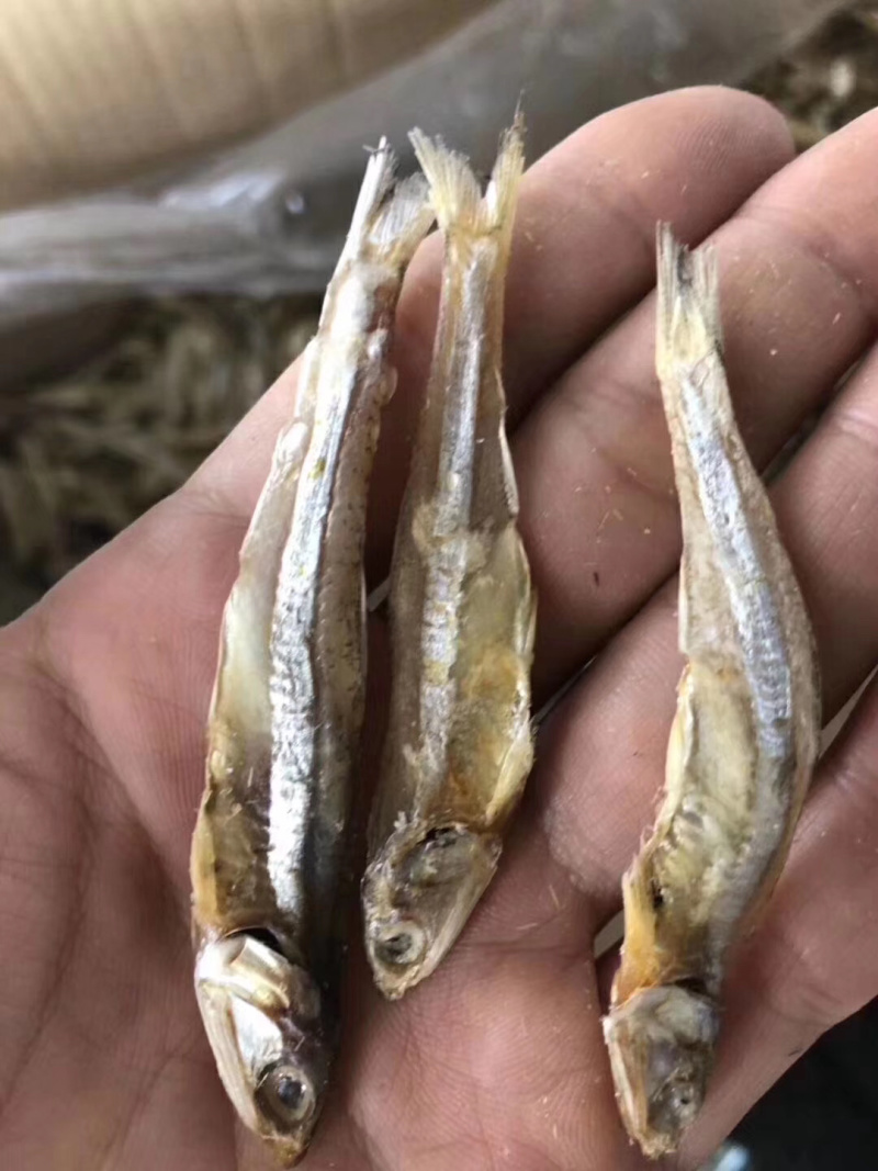 深海天然小鱼干小鱼干