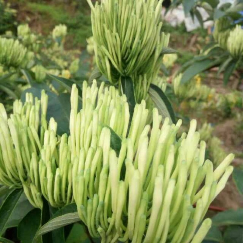 嫁接金银花蕾花王苗直接供应