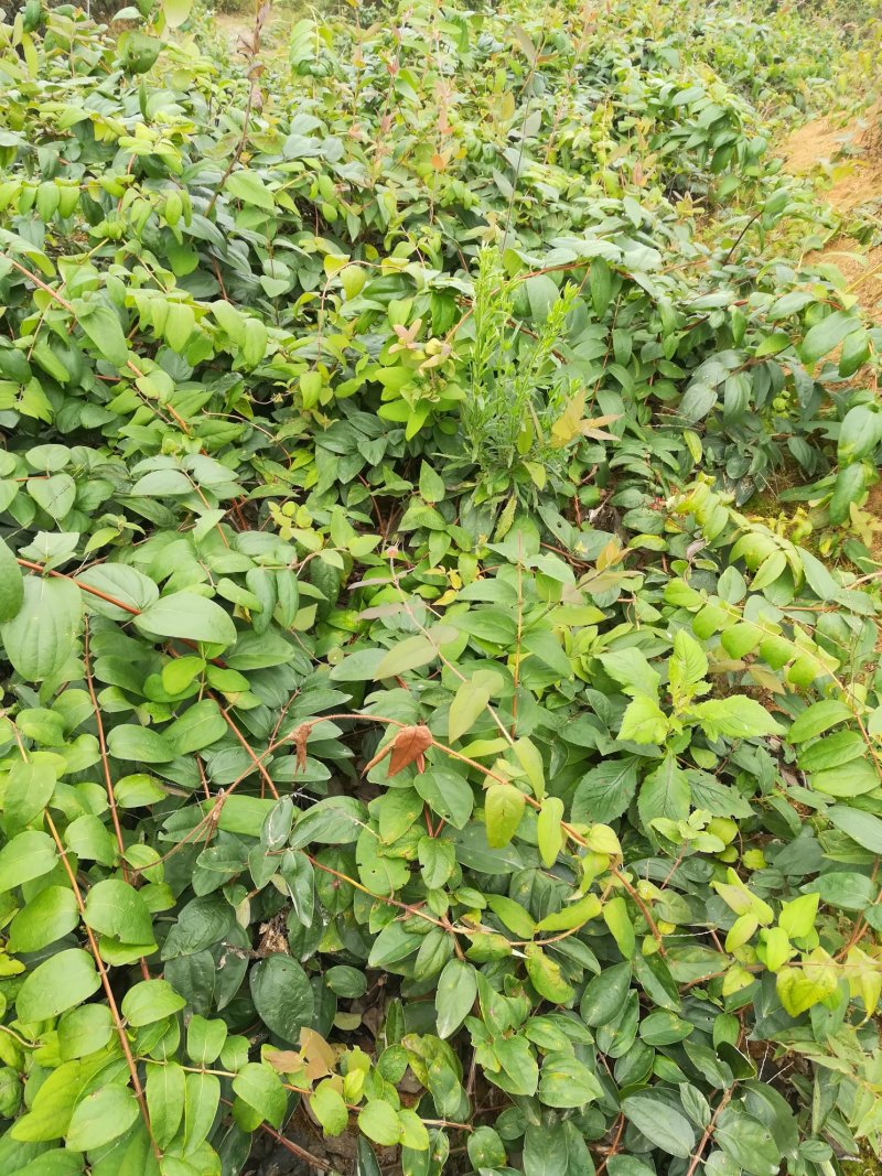 嫁接金银花蕾花王苗直接供应