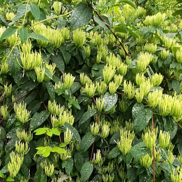 嫁接金银花蕾花王苗直接供应