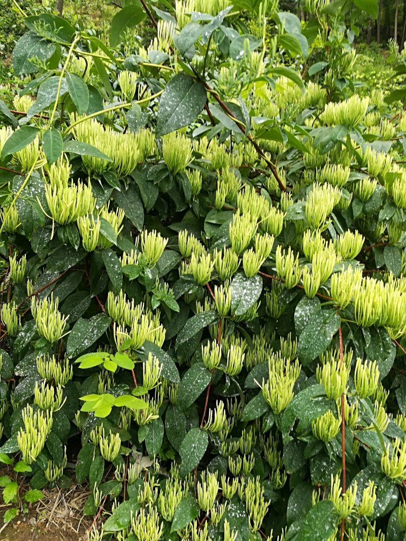嫁接金银花蕾花王苗直接供应