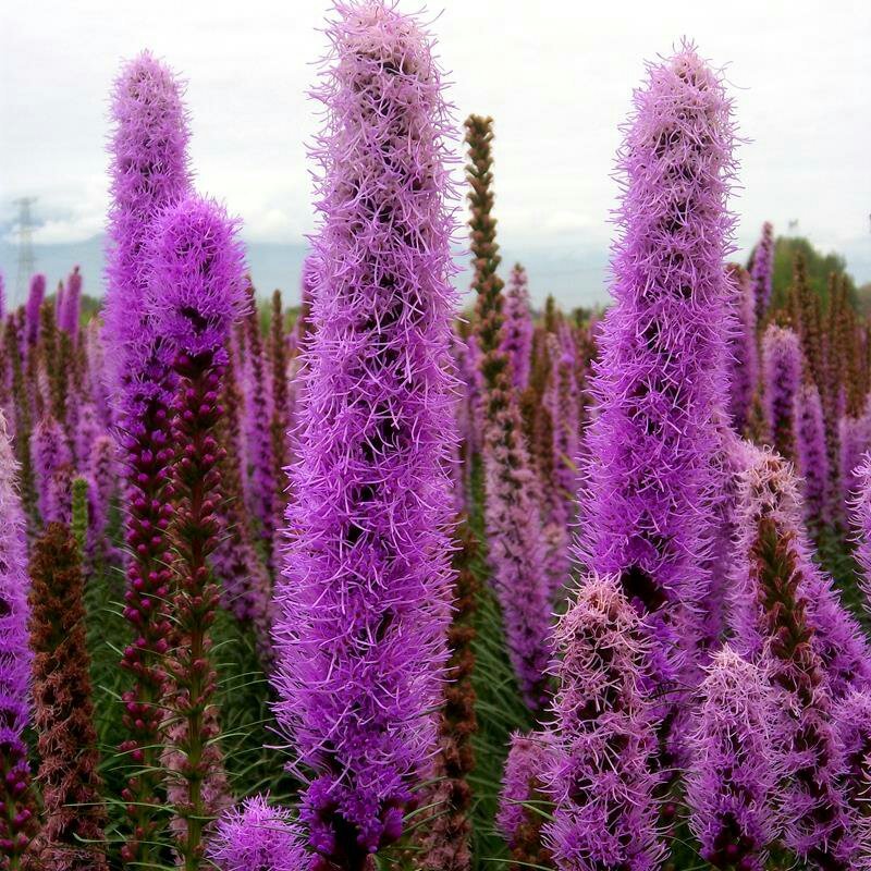 蛇鞭菊种子春秋播种观花种子多年生景观绿化花籽切花