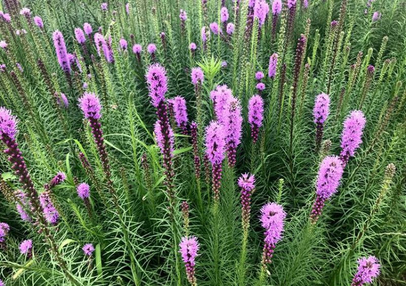 蛇鞭菊种子春秋播种观花种子多年生景观绿化花籽切花