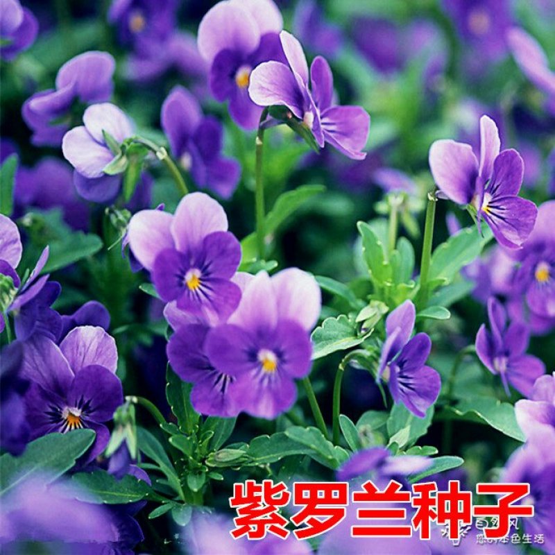紫罗兰种子耐寒多年生阳台庭院园艺景观花海种植花卉种子