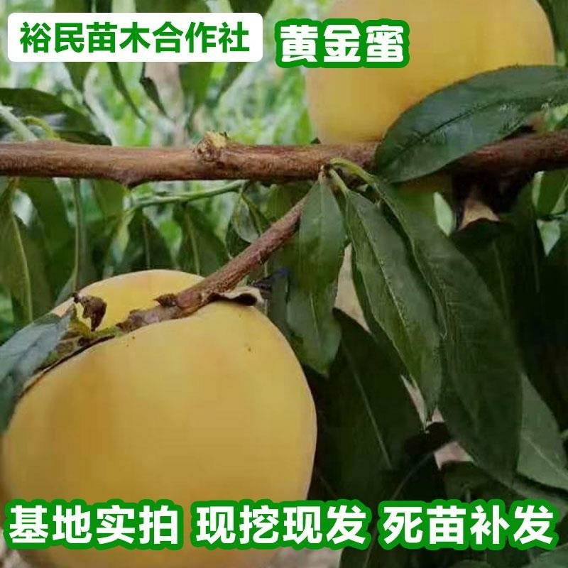 黄桃苗黄金蜜黄桃基地直发一手货源品种保障下单送生根粉