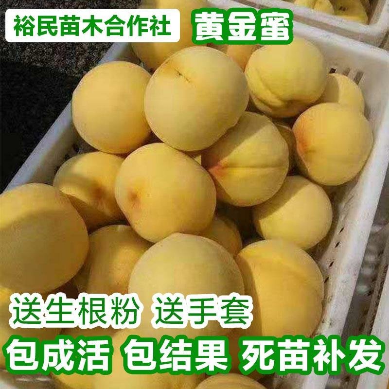 黄桃苗黄金蜜黄桃基地直发一手货源品种保障下单送生根粉