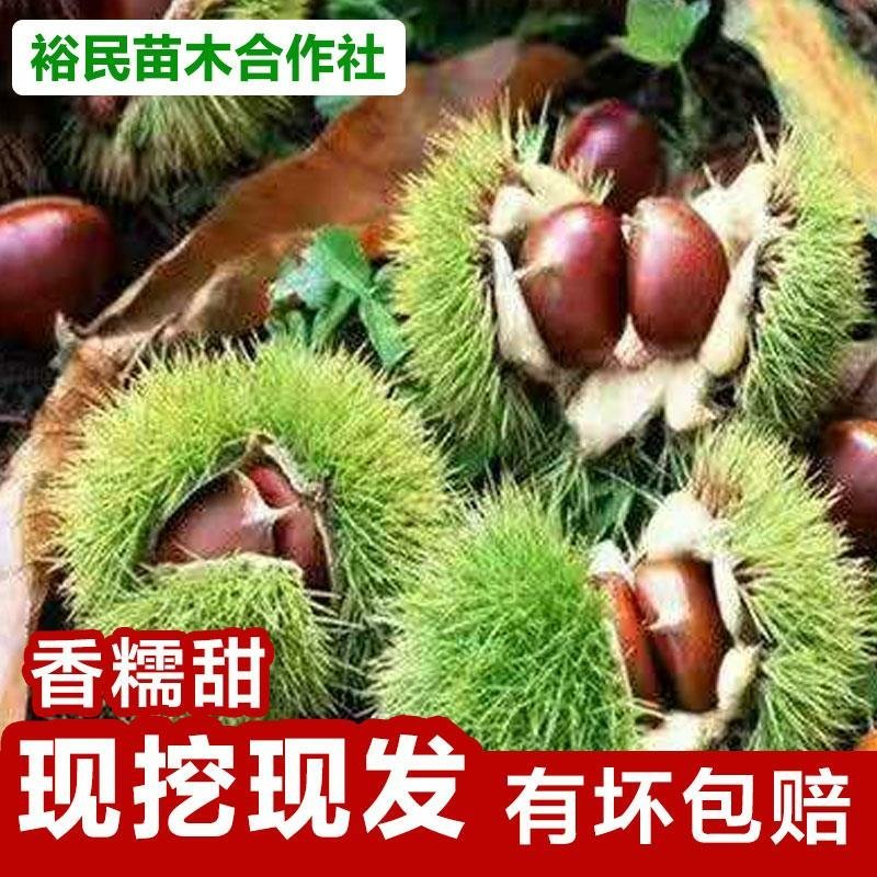 大红袍板栗苗高产板栗基地嫁接直发一手货源两证一签