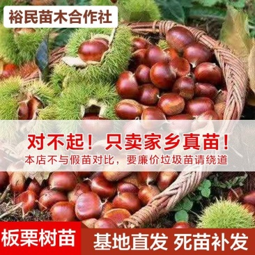 大红袍板栗苗高产板栗基地嫁接直发一手货源两证一签