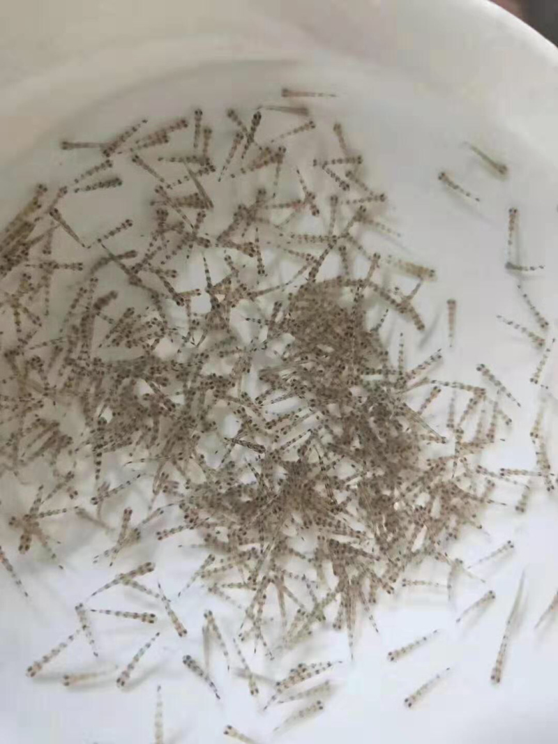 【推荐】淡水石斑魚苗/溪水石斑鱼苗超低价全国包邮
