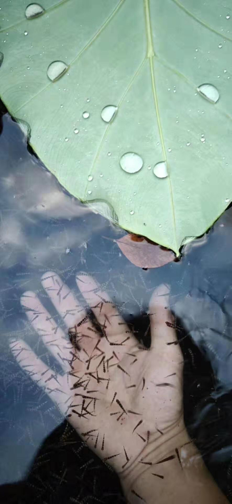 【推荐】淡水石斑魚苗/溪水石斑鱼苗超低价全国包邮