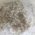 【推荐】淡水石斑魚苗/溪水石斑鱼苗超低价全国包邮