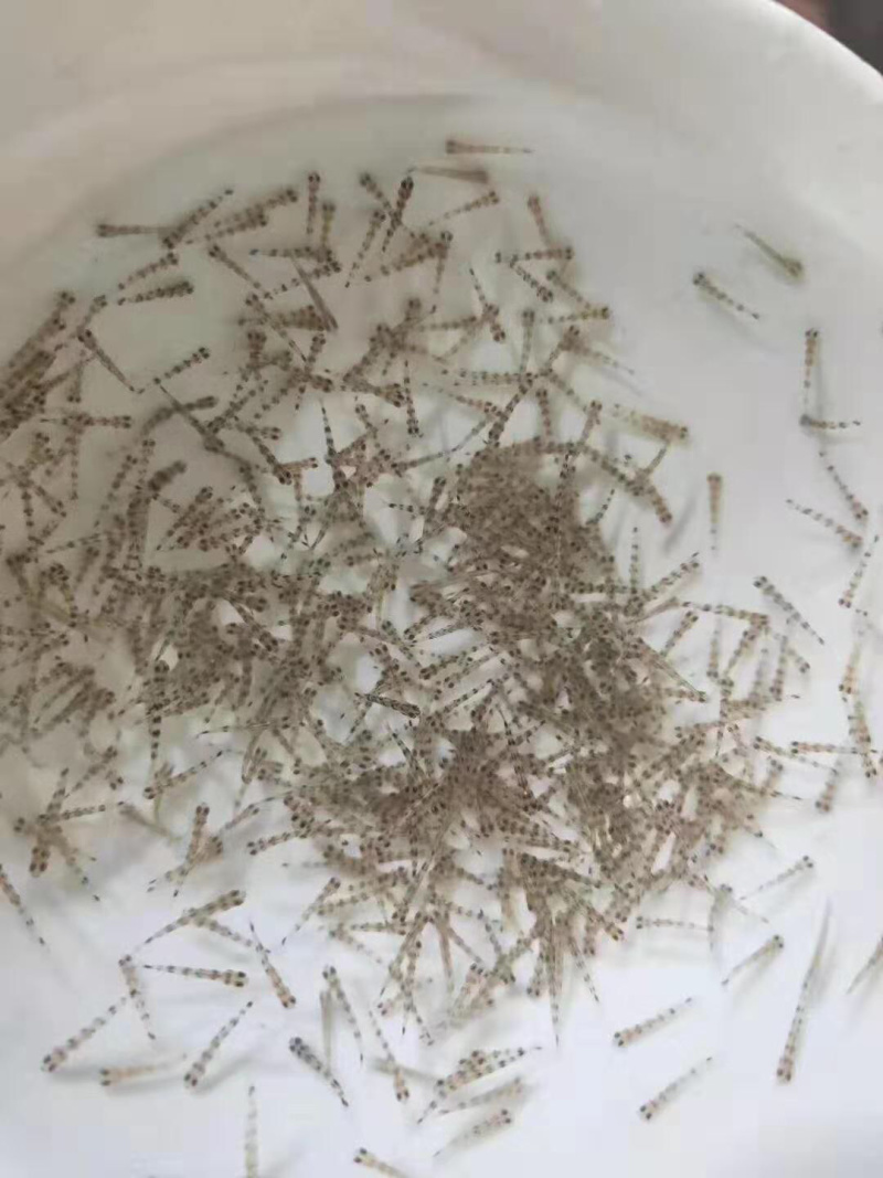 【推荐】淡水石斑魚苗/溪水石斑鱼苗超低价全国包邮