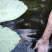 【推荐】淡水石斑魚苗/溪水石斑鱼苗超低价全国包邮