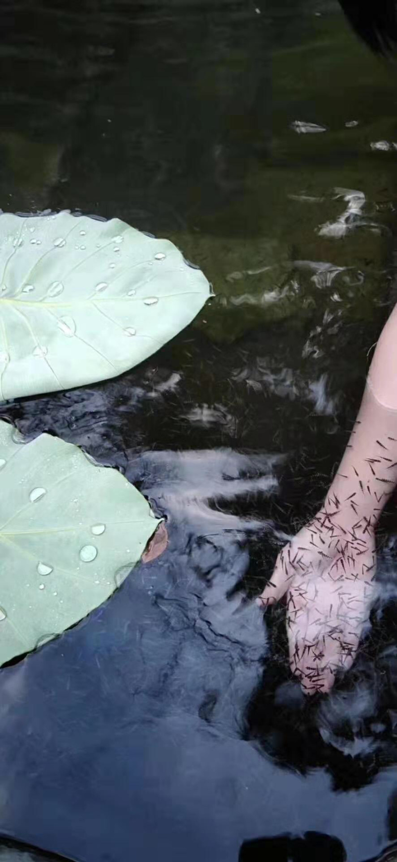 【推荐】淡水石斑魚苗/溪水石斑鱼苗超低价全国包邮