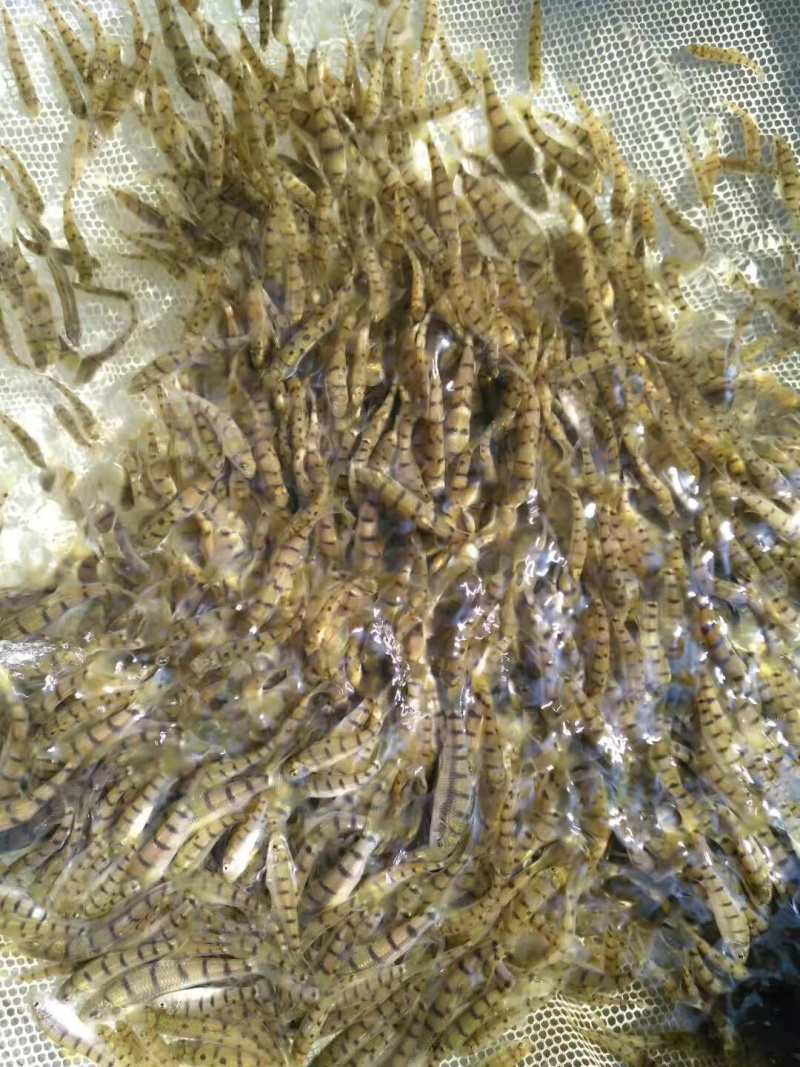 【推荐】淡水石斑魚苗/溪水石斑鱼苗超低价全国包邮