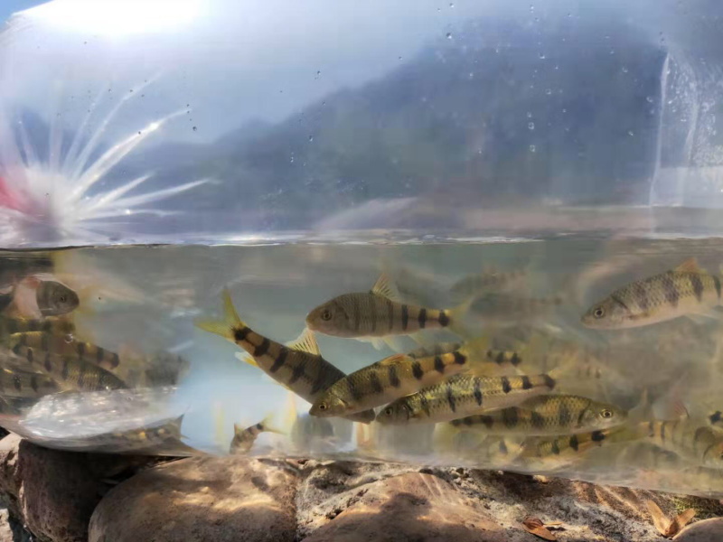 【推荐】淡水石斑魚苗/溪水石斑鱼苗超低价全国包邮
