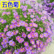 五色菊花种子四季秋花卉室外易种耐热四季播易活花籽庭院耐旱