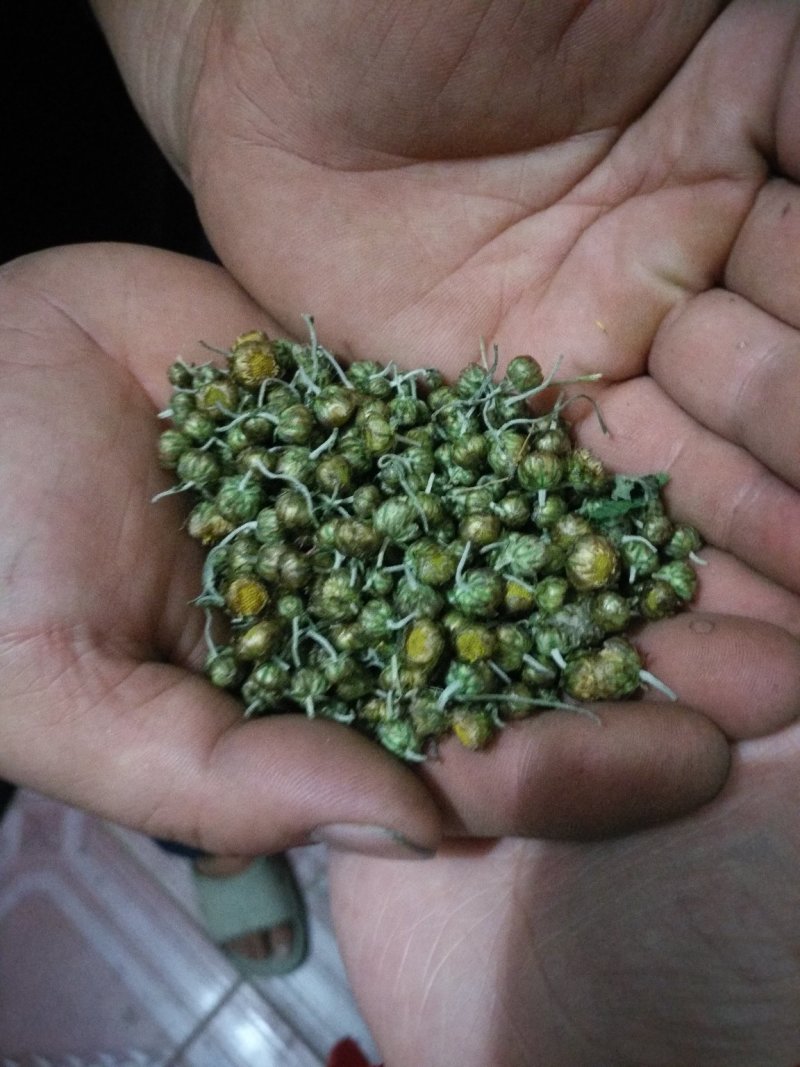 菊花茶