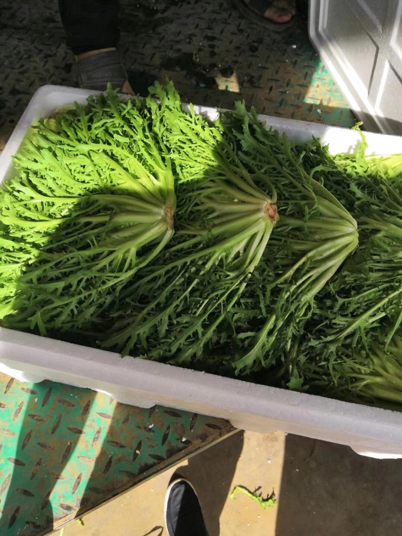 精品苦苣超市专供