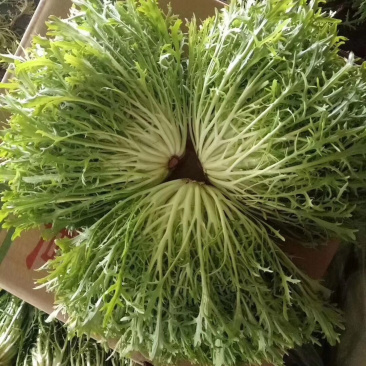 精品苦苣超市专供