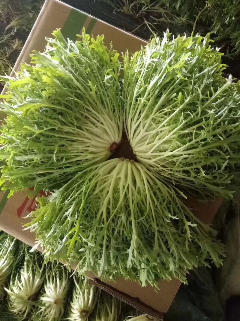 精品苦苣超市专供