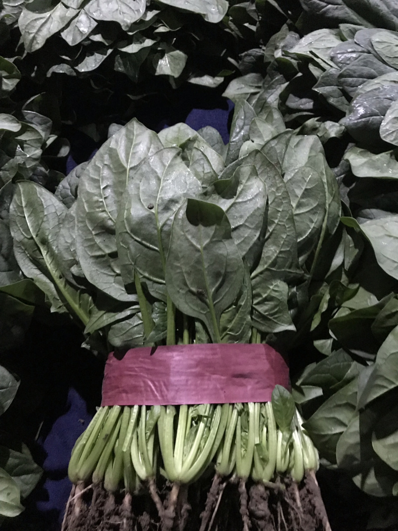 菠菜大叶种【对接超商】25～30公分、可散装、可标箱