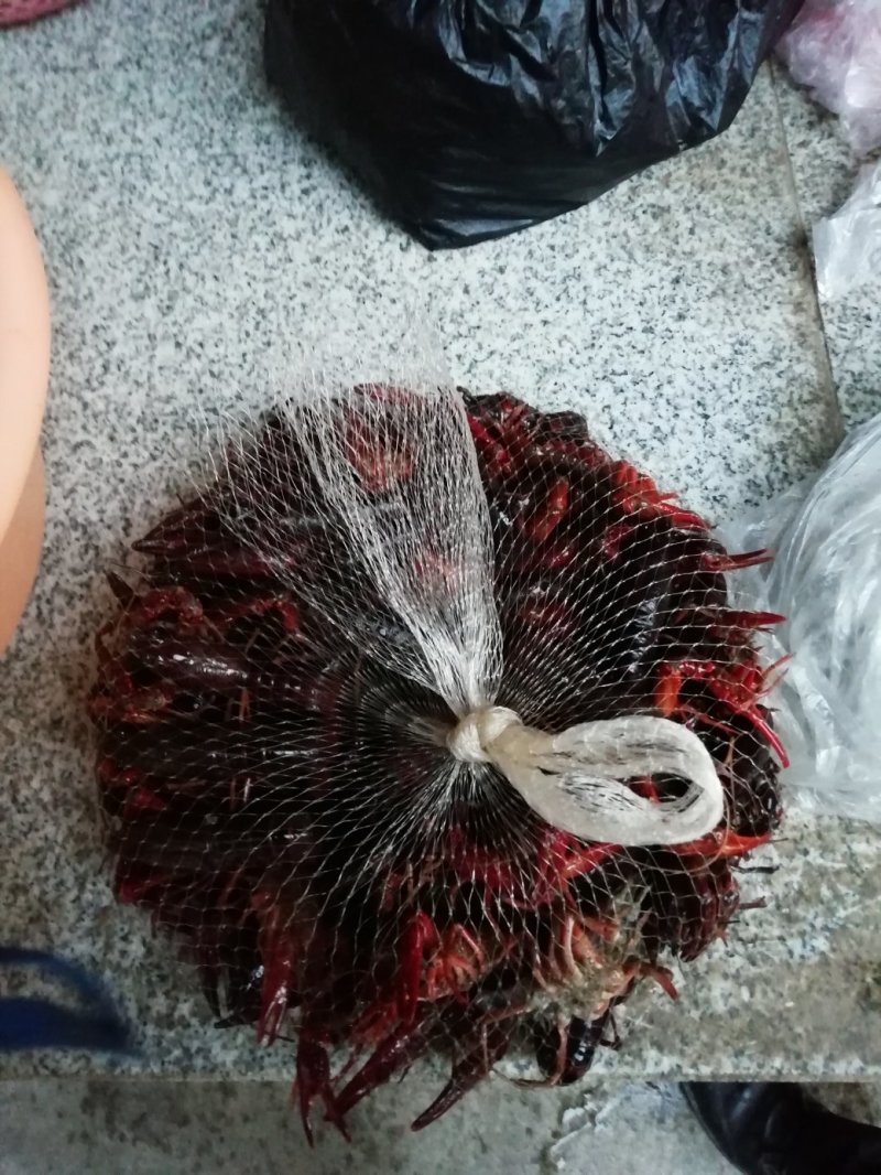 龙虾