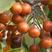 杜梨酥梨薄皮梨种子杜梨种子棠梨种子嫁接品种耐寒北方易播种