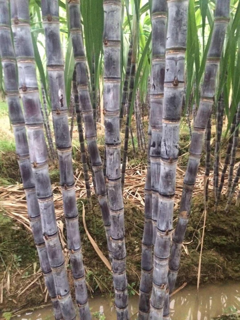 广西黑皮甘蔗~产地直销/诚信报价/提供便宜回程车